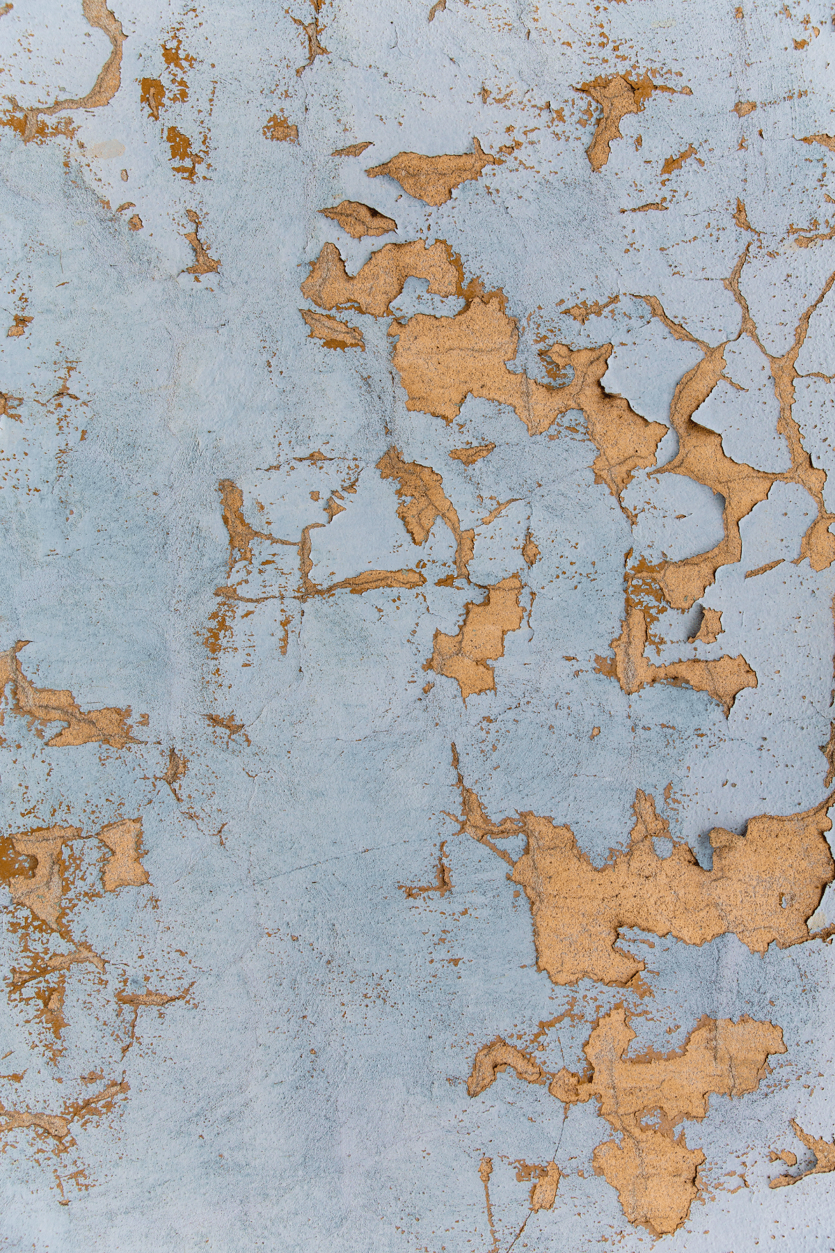 Tło fotograficzne Belle